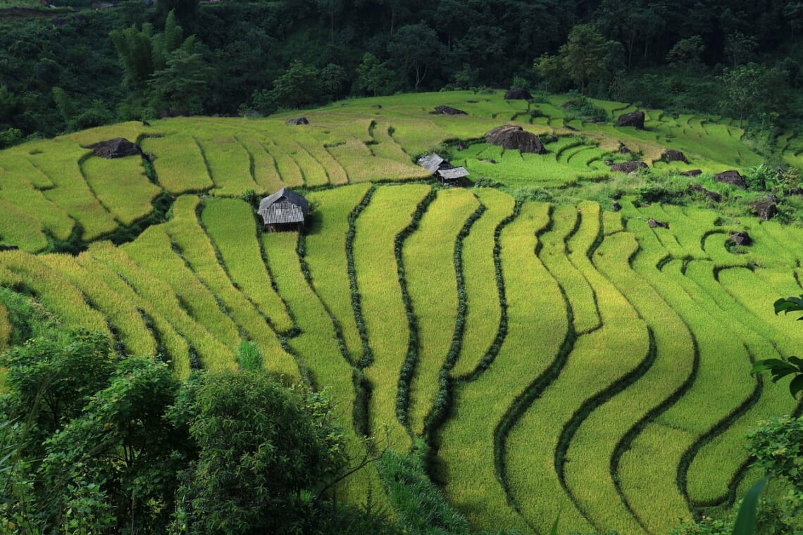 Rizieres en terrasse NOrd Vietnam