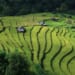 Rizieres en terrasse NOrd Vietnam