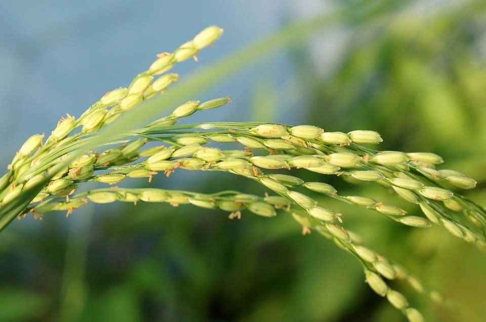 le riz cuisine vietnamienne 