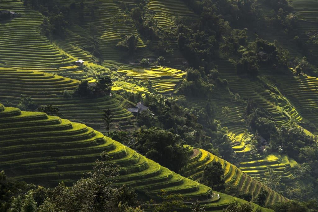 rizières en terrasse vietnam du nord