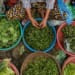 fines herbes au marché local