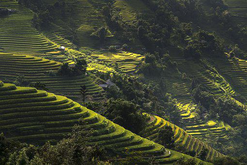 hoang su phi nord vietnam north rice field rizières en terrasses