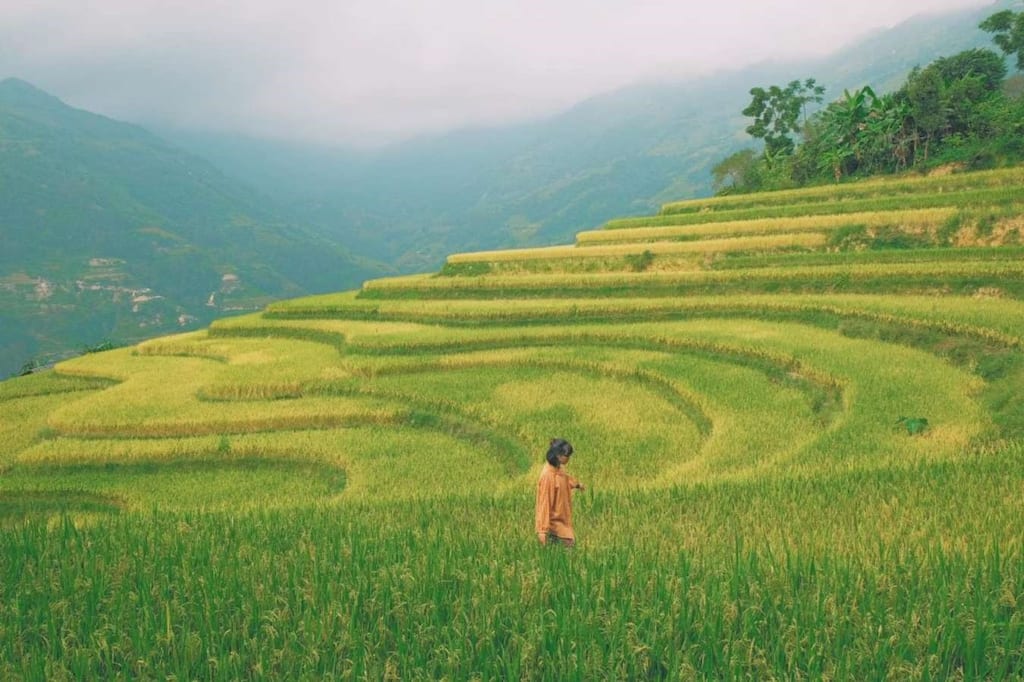 rizières en terrasses hoang su phi travel guide