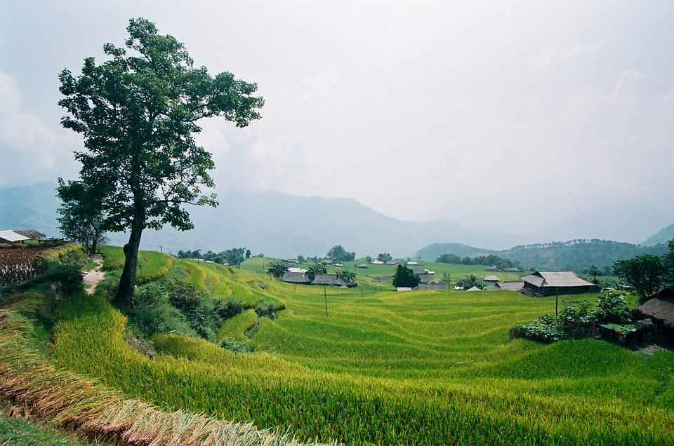 Mu Cang Chai