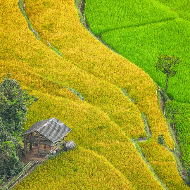 Hoang Su Phi